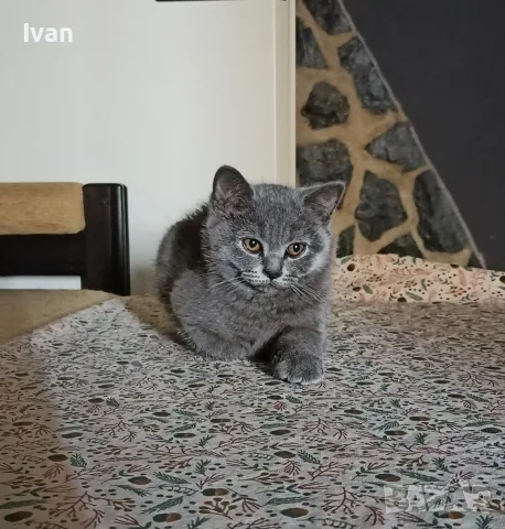 Британски котенца, снимка 6 - Британска късокосместа - 55212695