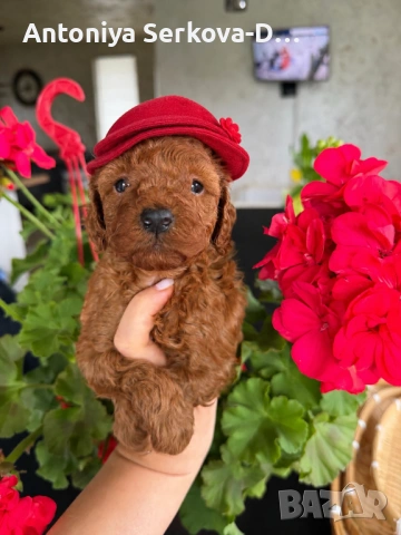 Poodle toy/Пудел той