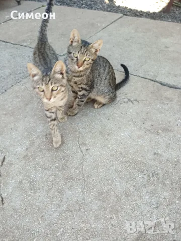 Подарявам котета 