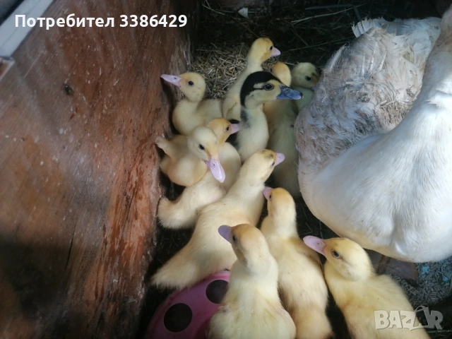 Неми и крякащи патета и едногодишни такива , снимка 8 - Патици и гъски - 54740867