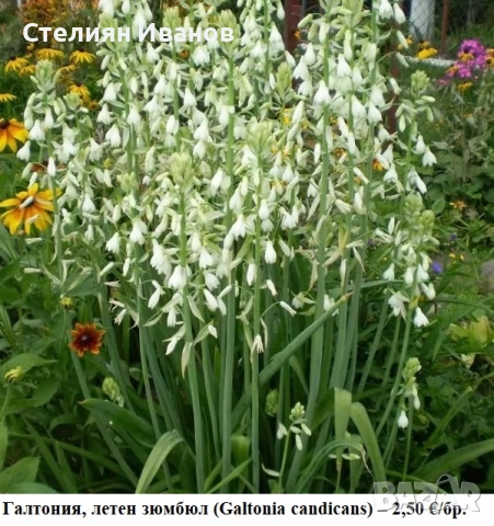 Галтония, летен зюмбюл (Galtonia candicans) – луковици