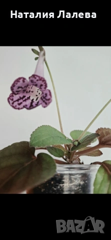 Синингия, sinningia Prima Dona, снимка 2 - Стайни растения - 55099641