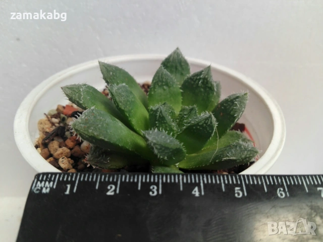 Хавортия (Haworthia gigas hybrid), 6 €, 0879187022 , сукулентно растение