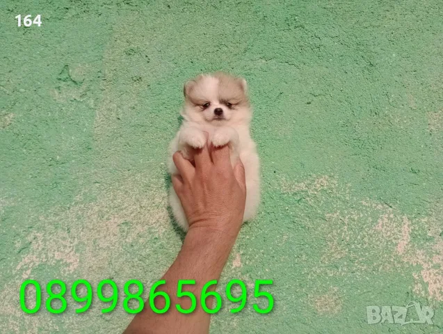 Померани. Снимки от днес !, снимка 2 - Померан - 55609522