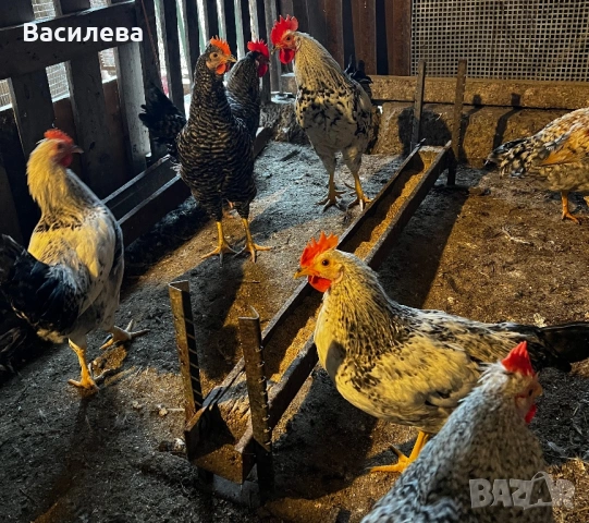 Петлета на 4 месеца от сини и зелени яйца, снимка 4 - Кокошки и пуйки - 54379383