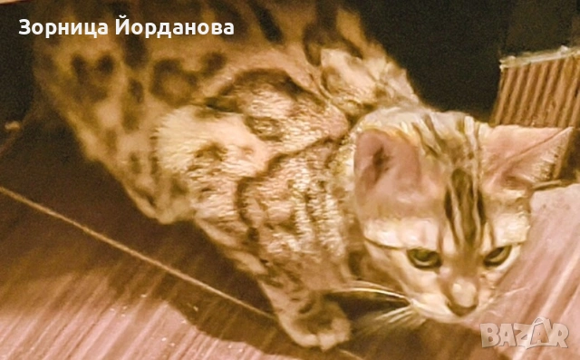 Бенгалка женска, снимка 3 - Бенгалски - 55204387