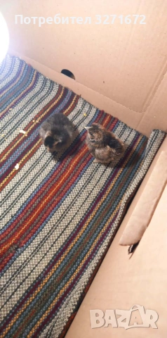 Пиленца американски копринки , снимка 3 - Кокошки и пуйки - 54249077