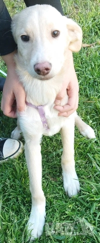 СПЕШНО ПОДАРЯВАМ ПЕТ ГОНЧЕТА БЕБЕТА, снимка 7 - Гонче - 54321374