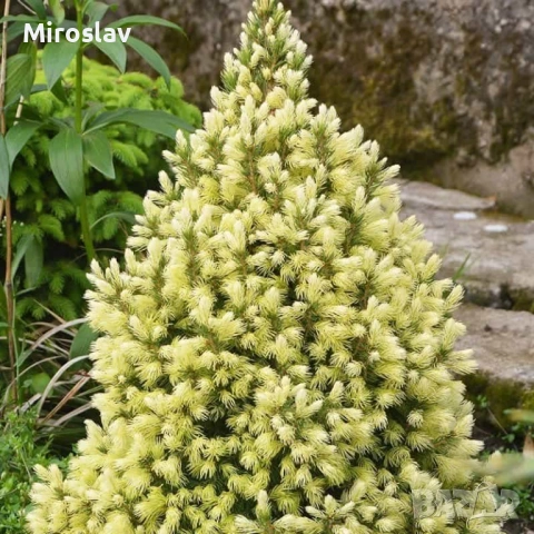 Мини смърч „Daisy's White“, снимка 5 - Градински цветя и растения - 54283627