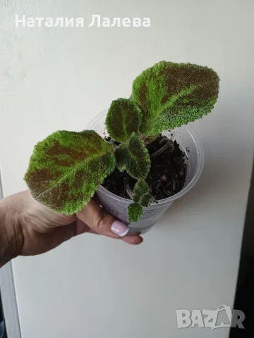 Еписция, episcia Emerald Velvet, снимка 2 - Стайни растения - 55549608