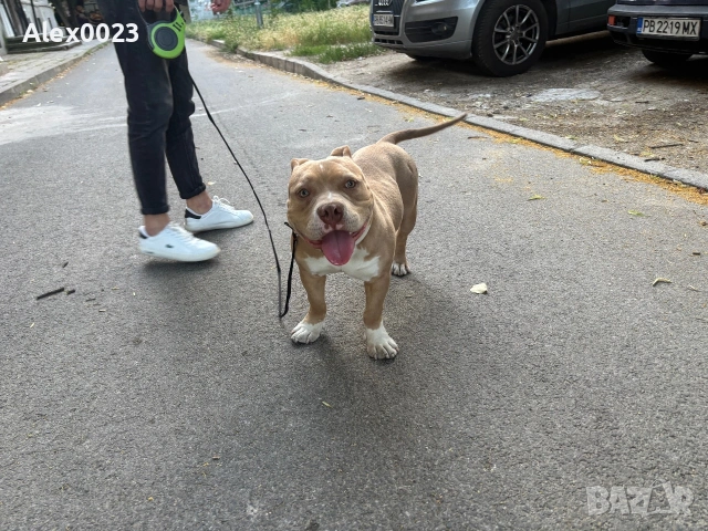 American Pitbull Bully , снимка 2 - Американски стафордширски териер - 54989167