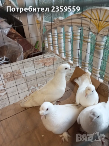 Мардини, снимка 4 - Гълъби - 54053035