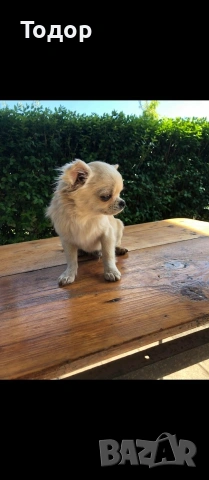 Продавам мини чихуахуа 