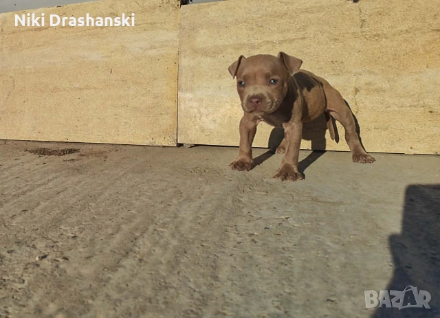 Pit bull питбулчета бул нос, снимка 3 - Питбул - 55218506
