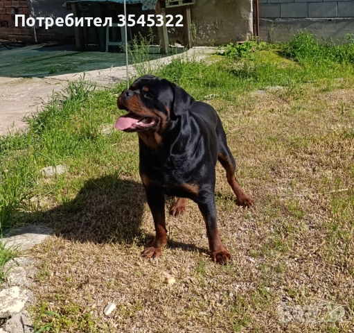 Ротвайлер, снимка 4 - Ротвайлер - 54966494