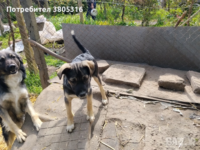 подарявам кученца, снимка 9 - Други - 54445778