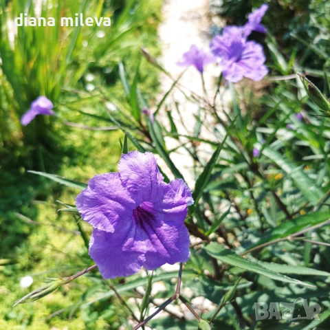 Руелия, Мексиканска петуния, Ruellia Purple Mexican Petunia!!!, снимка 7 - Градински цветя и растения - 54637157