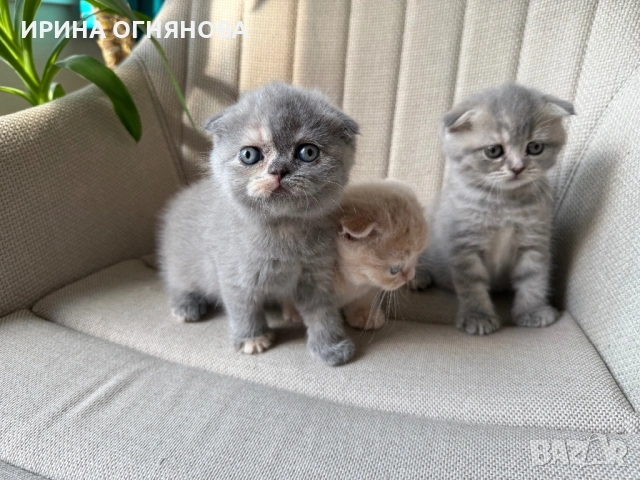 Британска/ шотландка късокосместа, снимка 11 - Британска късокосместа - 54847685