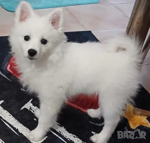 Продавам мъжки немски шпиц 