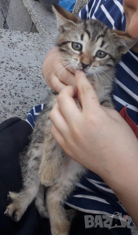 Подаряваме домашни, пухкави, галъовни котета на 2месеца, снимка 13 - Други - 54749169