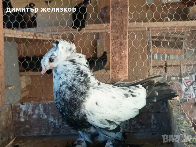 Гълъби демкежи топ качество , снимка 15 - Гълъби - 49071204