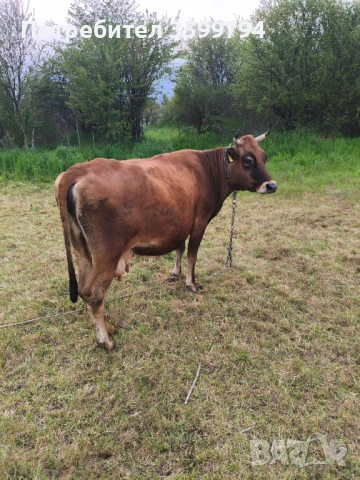 Продавам крава БРГ , снимка 5 - Крави - 54307936