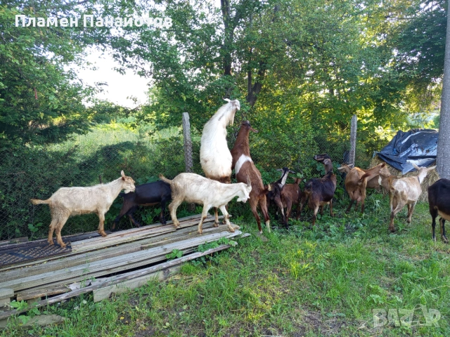 Продавам пръч