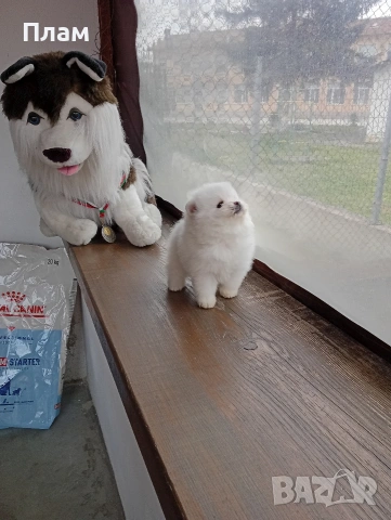 Померани.Реални снимки ! Различни възрасти !!!, снимка 2 - Померан - 54055195