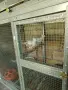 Различни видове, снимка 6