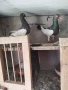 датцки летачи, снимка 5