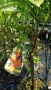  Кумкуат Arancio Citus Sinensis, снимка 2