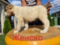 Кутрета Чистокръвни Алабай, снимка 6