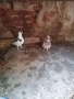 Продавам чифт колхидски фазани и гълъби, снимка 2