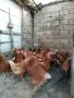 Ярки Ломан Браун , снимка 3