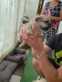 🐾 Очарователни бебета мопс търсят своите любящи семейства! 🐾, снимка 2