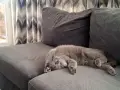 Чистокръвен британец на 8 м, снимка 3