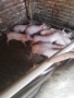 Продавам малки прасенца, снимка 1