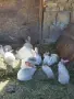 продавам калифорнийски зайци, снимка 4