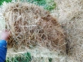 Продавам малкиБали люцерна, първи откос, снимка 3