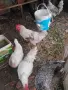 Млади петли на пет месеца , снимка 2