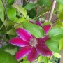 Кралски Клематис  (Clematis ) Микс (Едри цветове) – Готови за засаждане!Пазарджик с доставка до дома, снимка 6