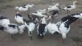 Патици френски Дюклер , снимка 6
