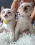 Две момичета и едно момче, снимка 3