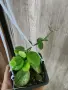Хоя AFF. Biakensis, снимка 2