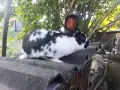 Гъски патици зайци , снимка 9
