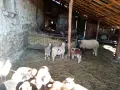 Продавам ярета и шилета, овен и пръч, снимка 1