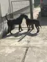 Кученца Плотхаунд, снимка 6