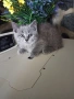 Британски котенца, снимка 2