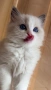 Регдол чистокръвни котета / Ragdoll, снимка 1