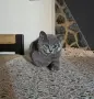 Британски котенца, снимка 6
